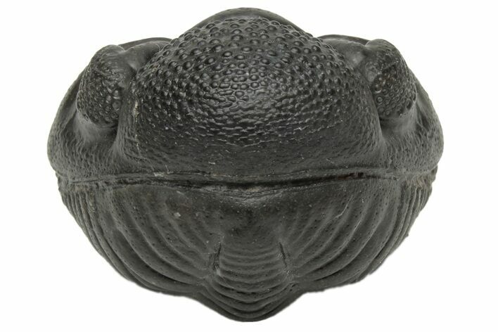 Wide, Perfectly Enrolled Pedinopariops Trilobite #229833